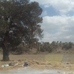 Táscate de copa redonda y densa solo en un llano, bajo un cielo con nubes.