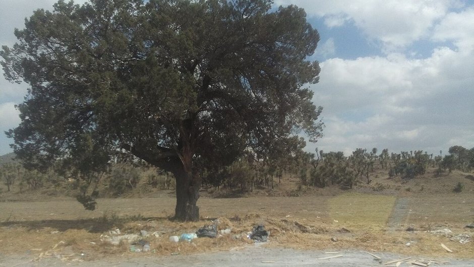 Táscate de copa redonda y densa solo en un llano, bajo un cielo con nubes.