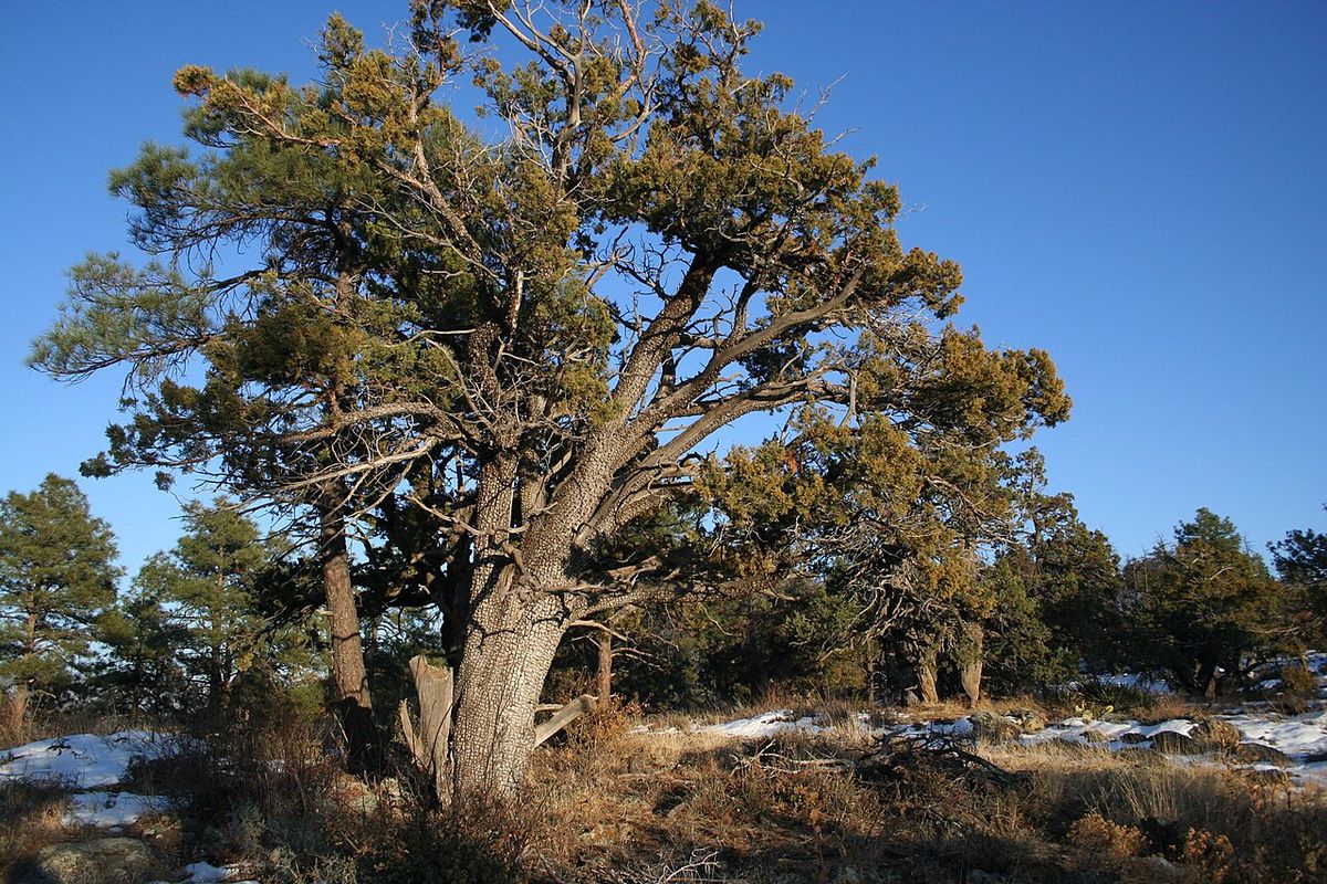 Táscate de ramas retorcidas y follaje ocre sobre un suelo con nieve.