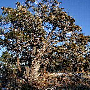 Táscate de ramas retorcidas y follaje ocre sobre un suelo con nieve.