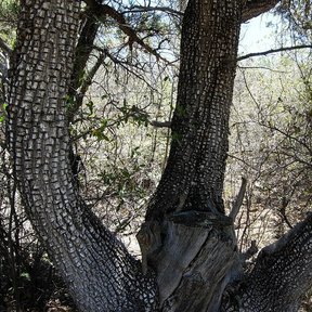 Tronco bifurcado de táscate con la corteza cuadriculada, en el monte.