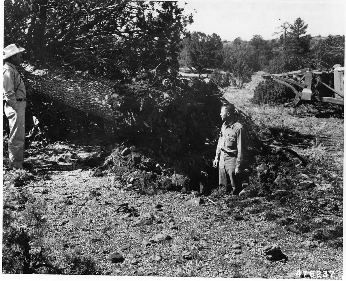 Fotografía antigua de dos hombres junto a un táscate recién derribado.