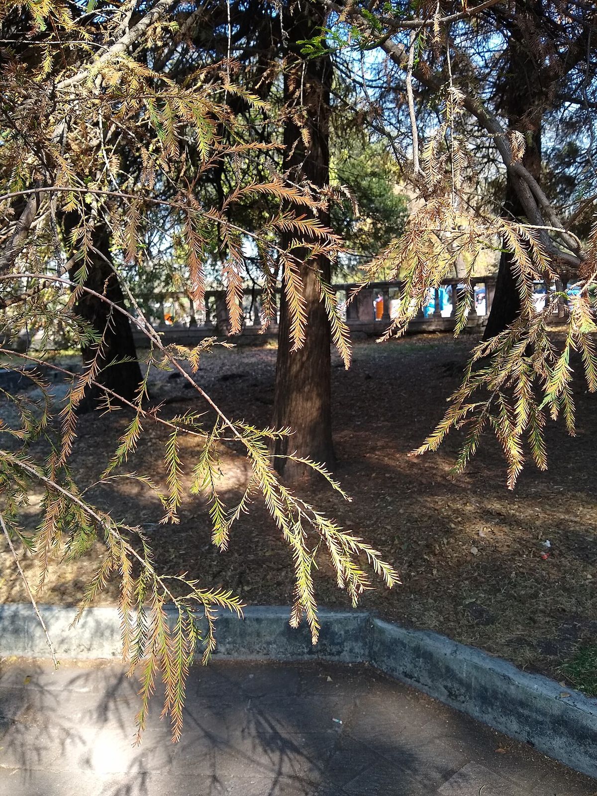 Ahuehuetes de follaje colgante dando sombra sobre un estanque de parque.