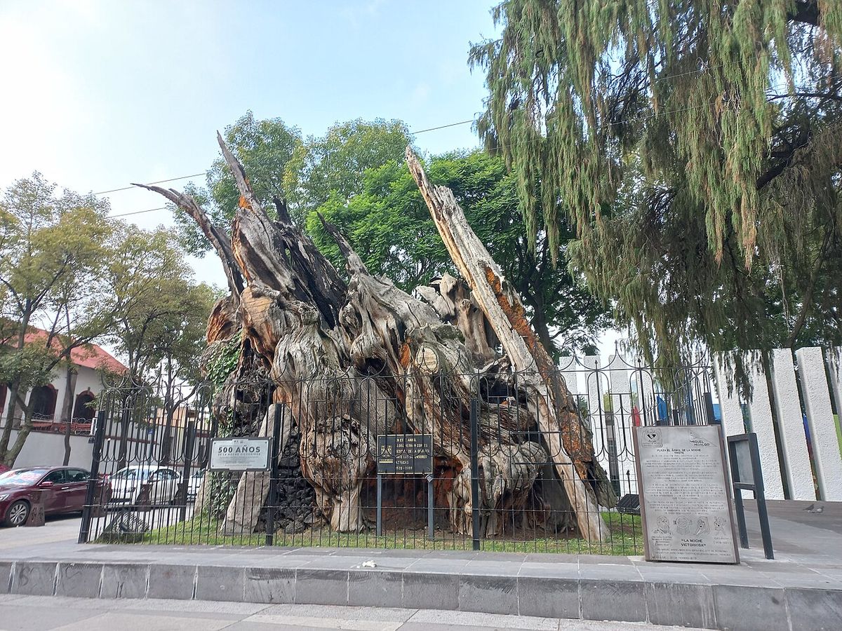 Tronco enorme y hueco de un ahuehuete viejo protegido tras una reja en la calle.