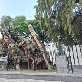 Tronco enorme y hueco de un ahuehuete viejo protegido tras una reja en la calle.