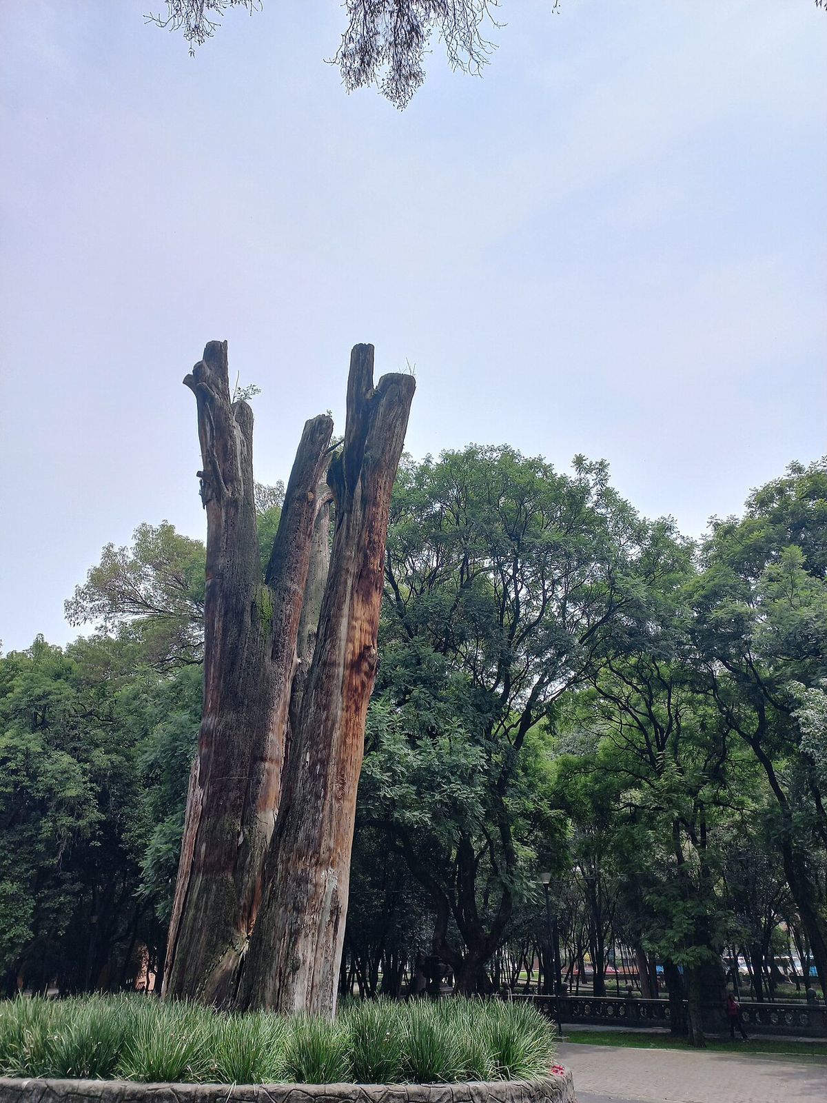 Restos secos del tronco de un ahuehuete levantados en el centro de un parque.