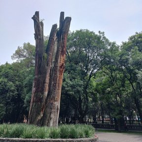 Restos secos del tronco de un ahuehuete levantados en el centro de un parque.