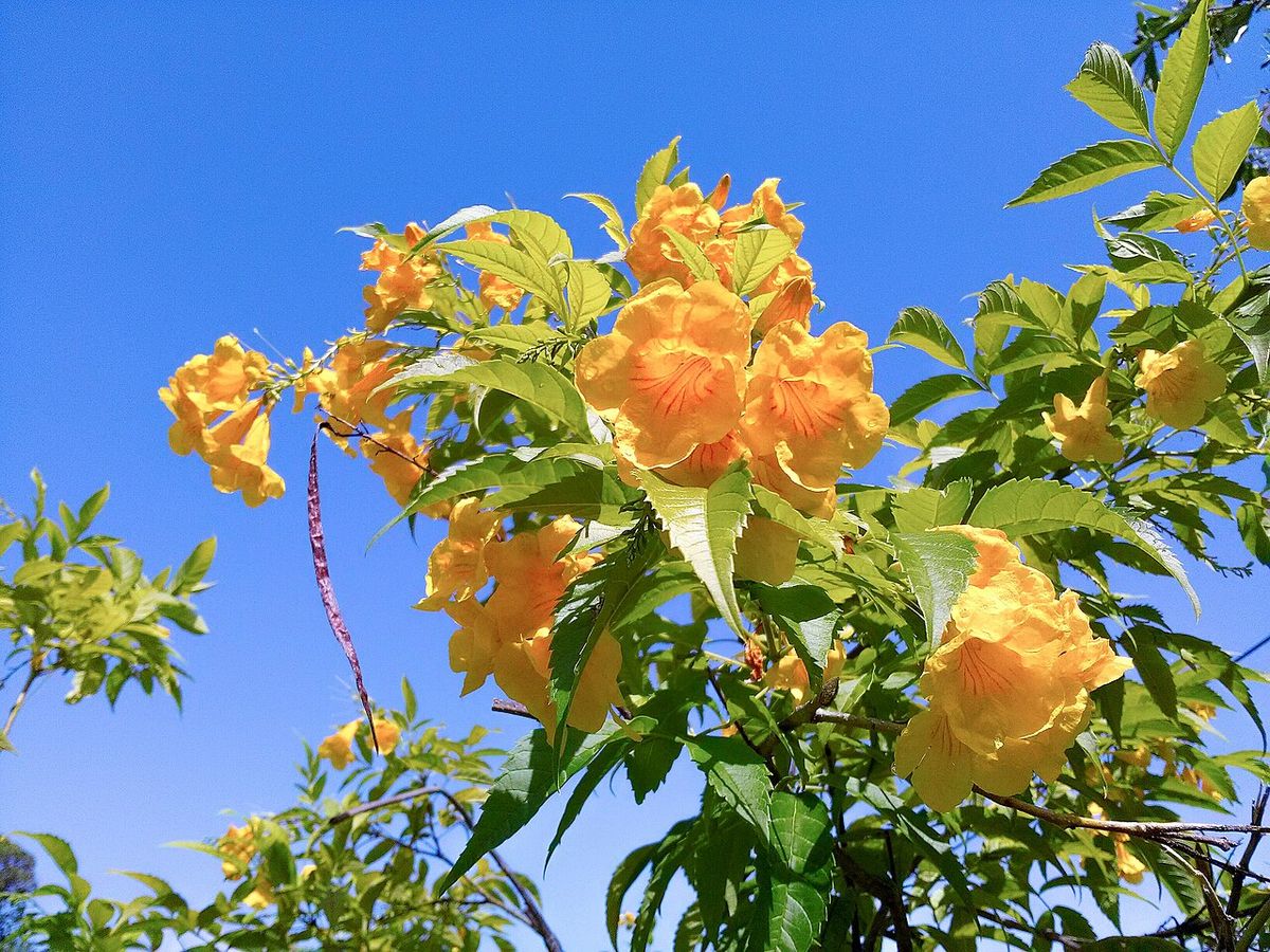 Racimo de flores amarillas de trompeta recortado contra un cielo azul.