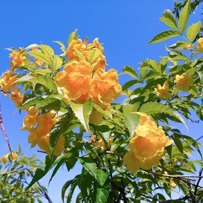 Racimo de flores amarillas de trompeta recortado contra un cielo azul.
