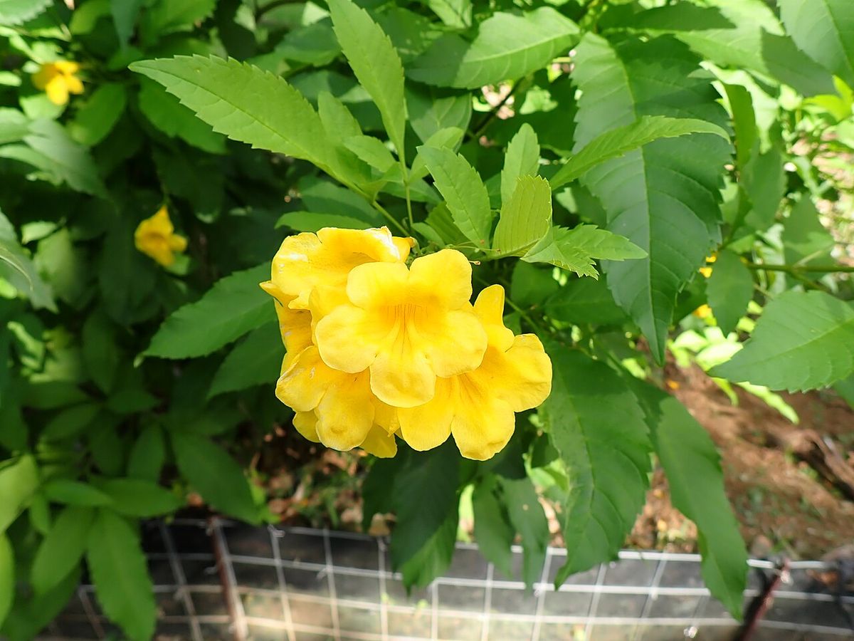 Flores amarillas y acampanadas de trompeta entre hojas aserradas y verdes.