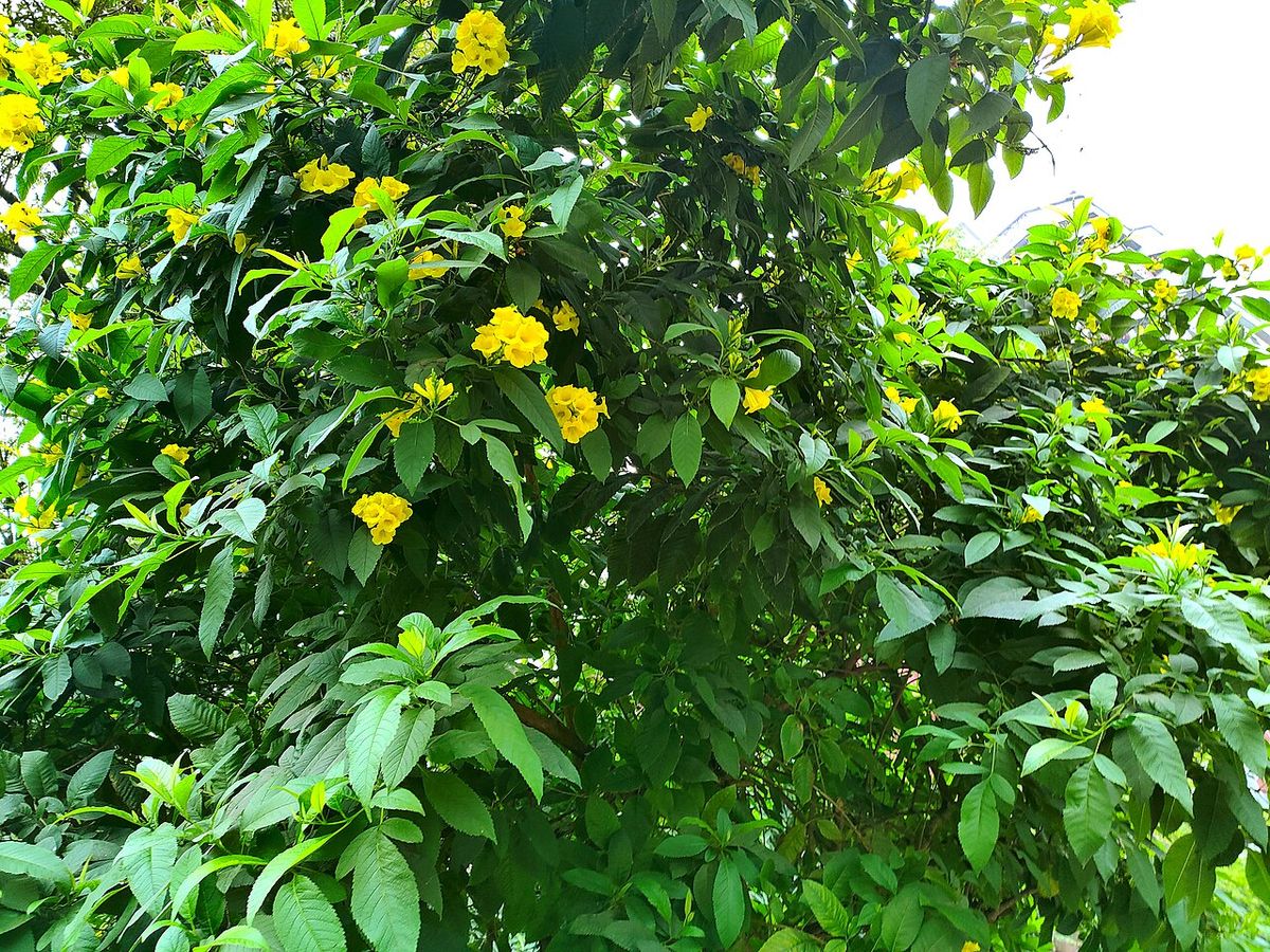 Trompeta entera cubierta de flor amarilla, de follaje denso y ramas arqueadas.