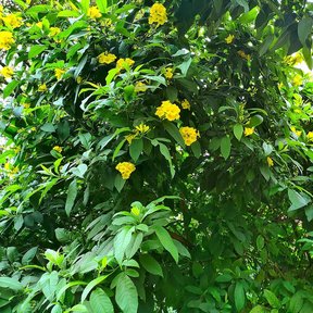 Trompeta entera cubierta de flor amarilla, de follaje denso y ramas arqueadas.