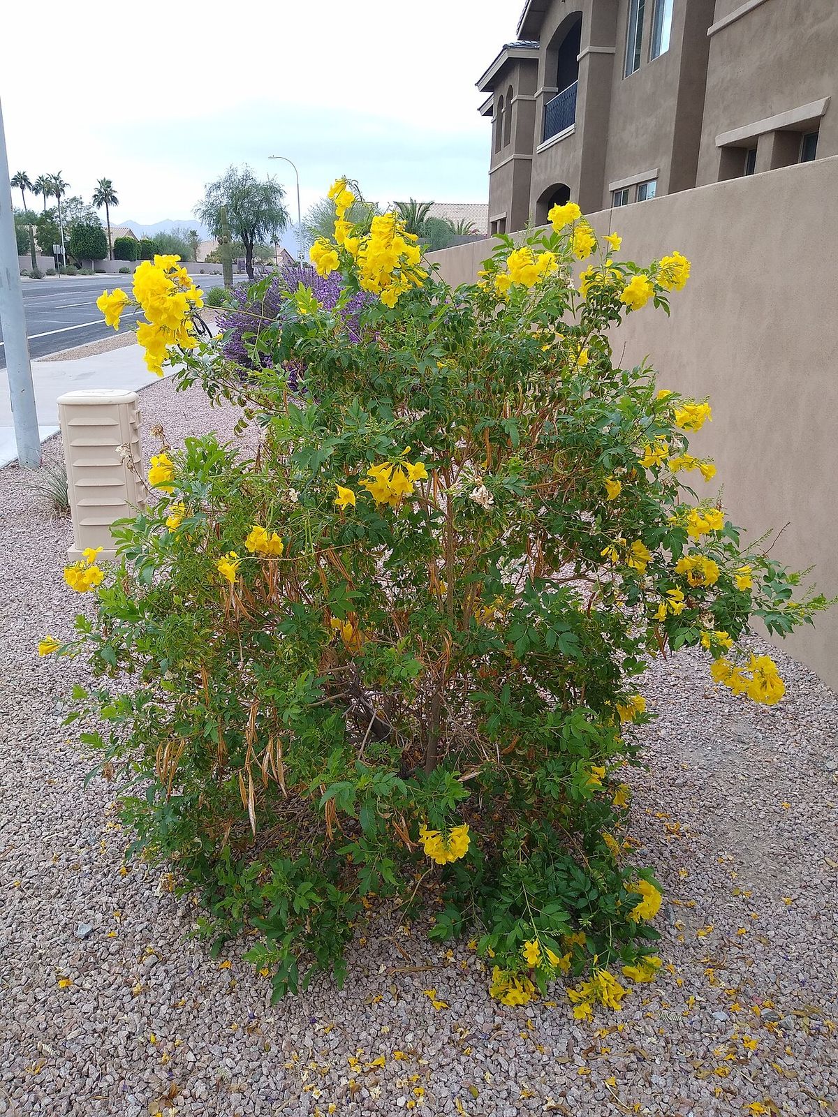 Trompeta en flor plantada sobre grava junto a la pared de un edificio.