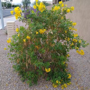 Trompeta en flor plantada sobre grava junto a la pared de un edificio.
