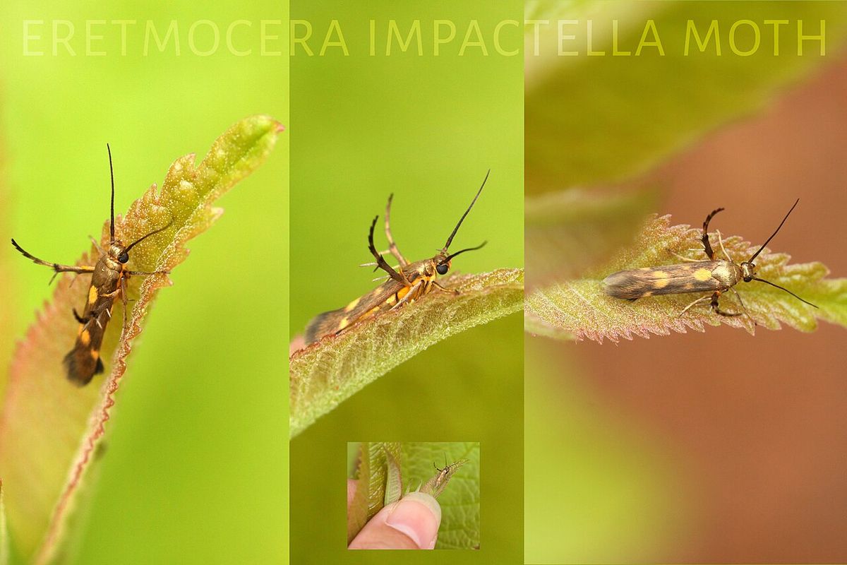 Composición de fotografías de una palomilla posada sobre hojas verdes.