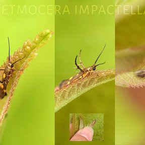 Composición de fotografías de una palomilla posada sobre hojas verdes.