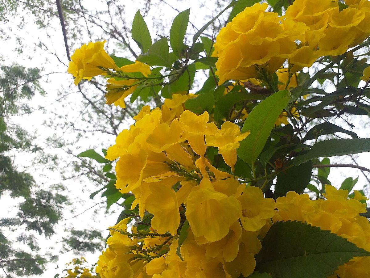 Racimos de flor amarilla de trompeta colgando entre las hojas aserradas.