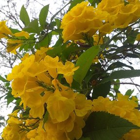 Racimos de flor amarilla de trompeta colgando entre las hojas aserradas.