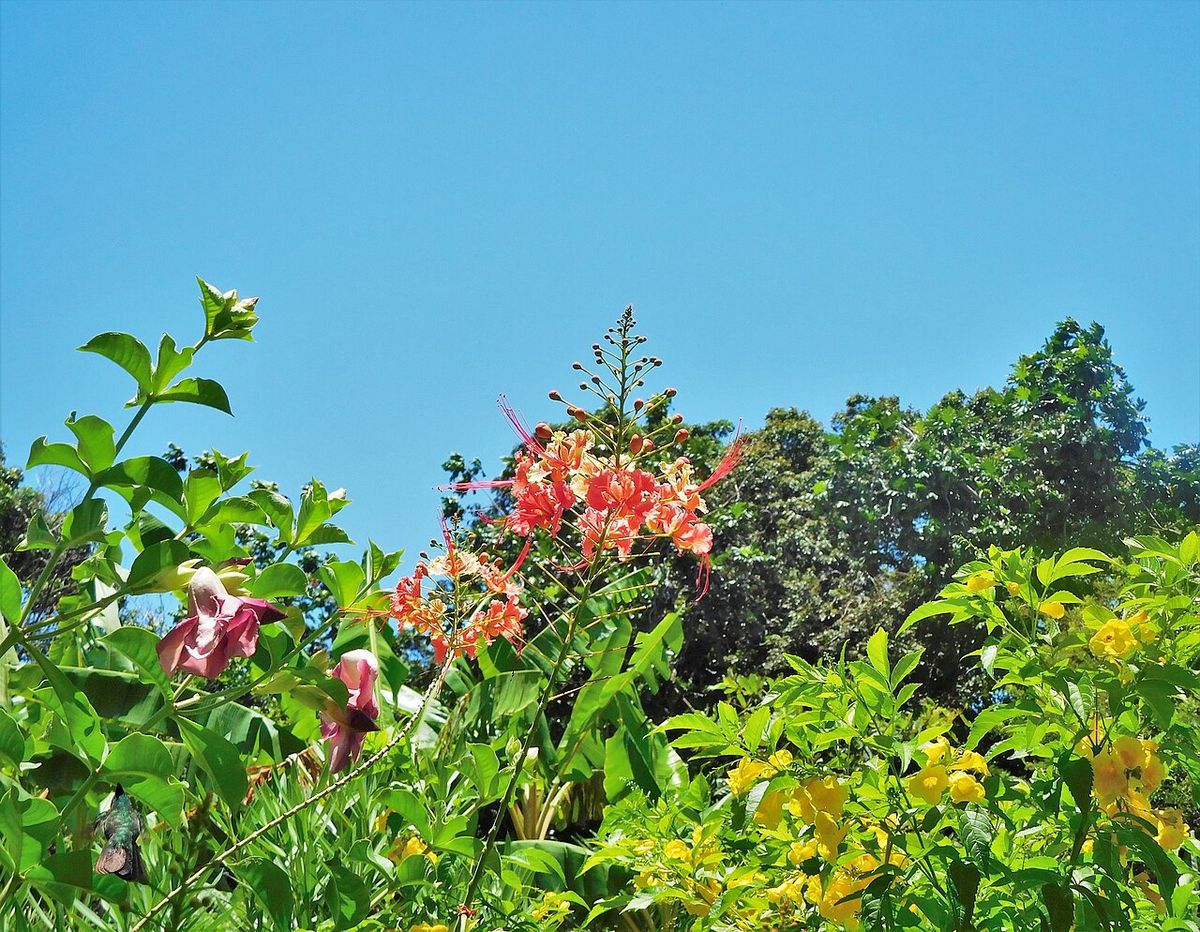 Trompeta en flor junto a otra planta de flor rosa, contra un cielo azul.
