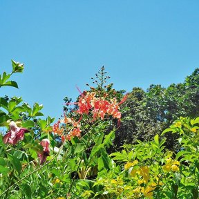 Trompeta en flor junto a otra planta de flor rosa, contra un cielo azul.