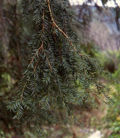 Ramas colgantes de tejo mexicano con las hojas planas y angostas, en el bosque.