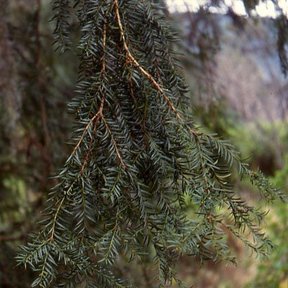 Ramas colgantes de tejo mexicano con las hojas planas y angostas, en el bosque.