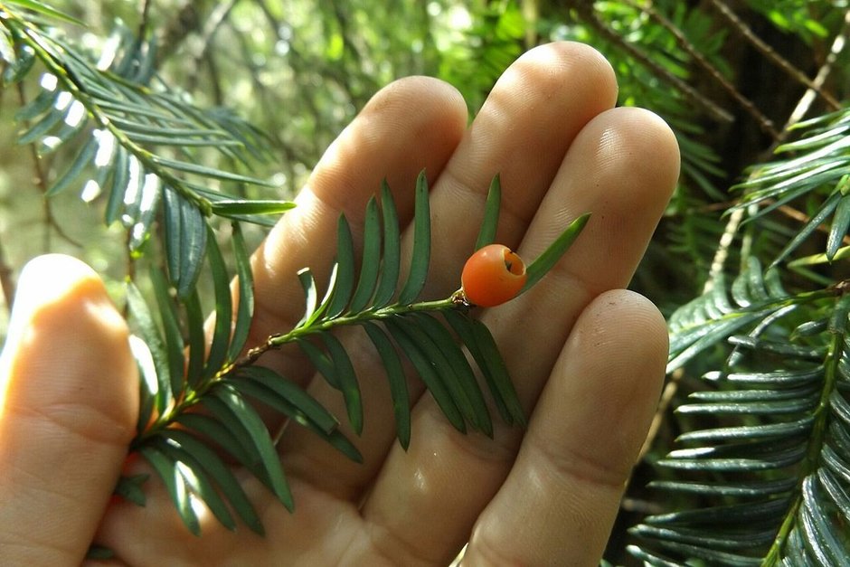 Una mano sostiene una ramilla de tejo mexicano con un arilo rojo y carnoso.