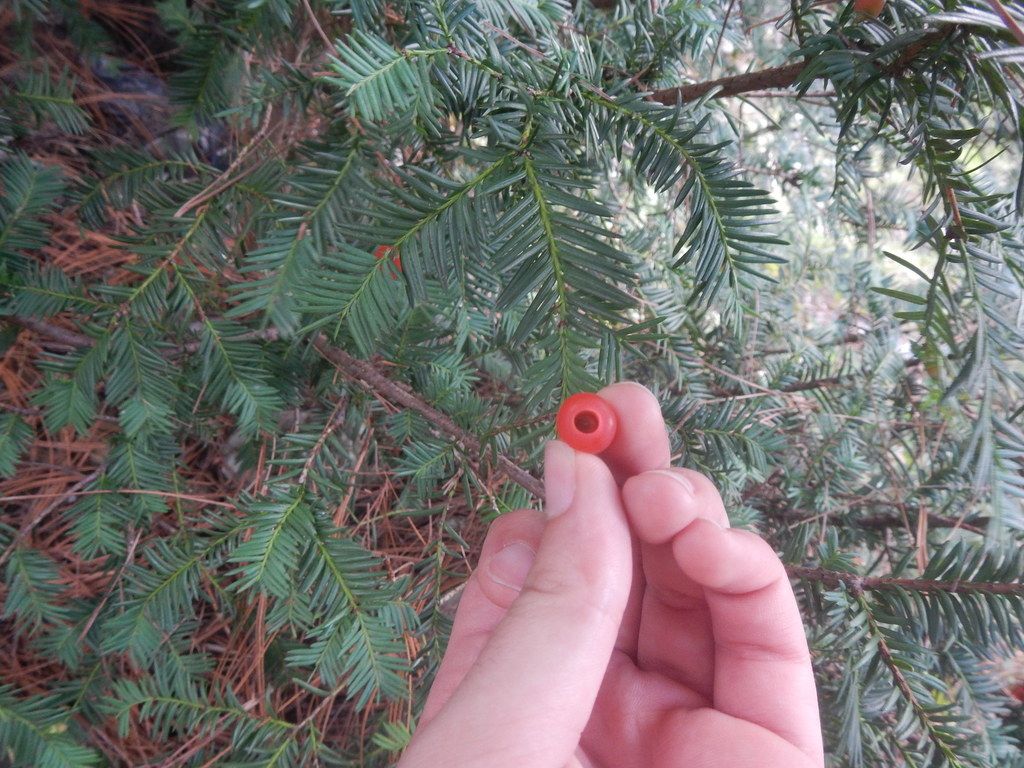 Dos dedos sostienen el arilo rojo y abierto de un tejo mexicano.