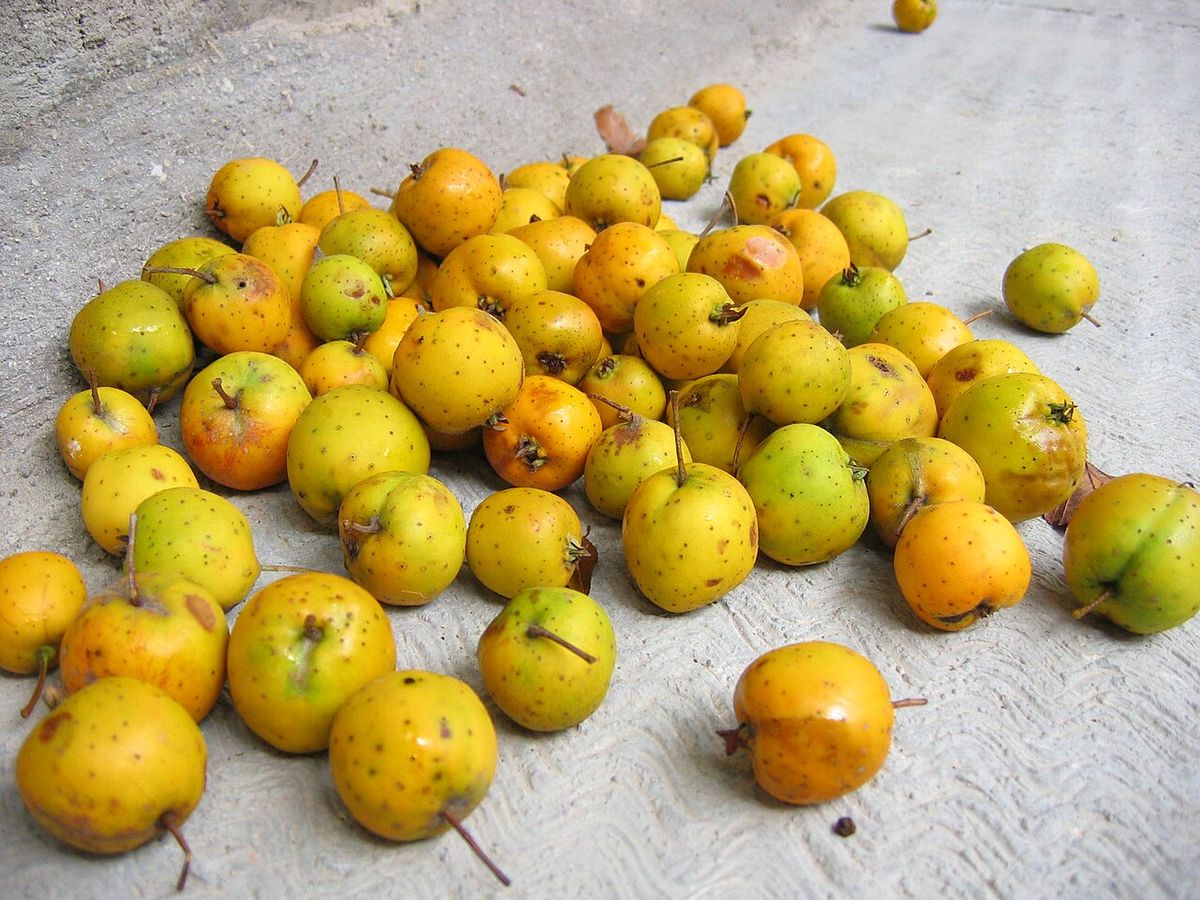 Tejocotes amarillos y anaranjados amontonados sobre un piso de cemento.