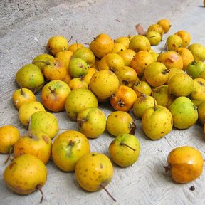Tejocotes amarillos y anaranjados amontonados sobre un piso de cemento.