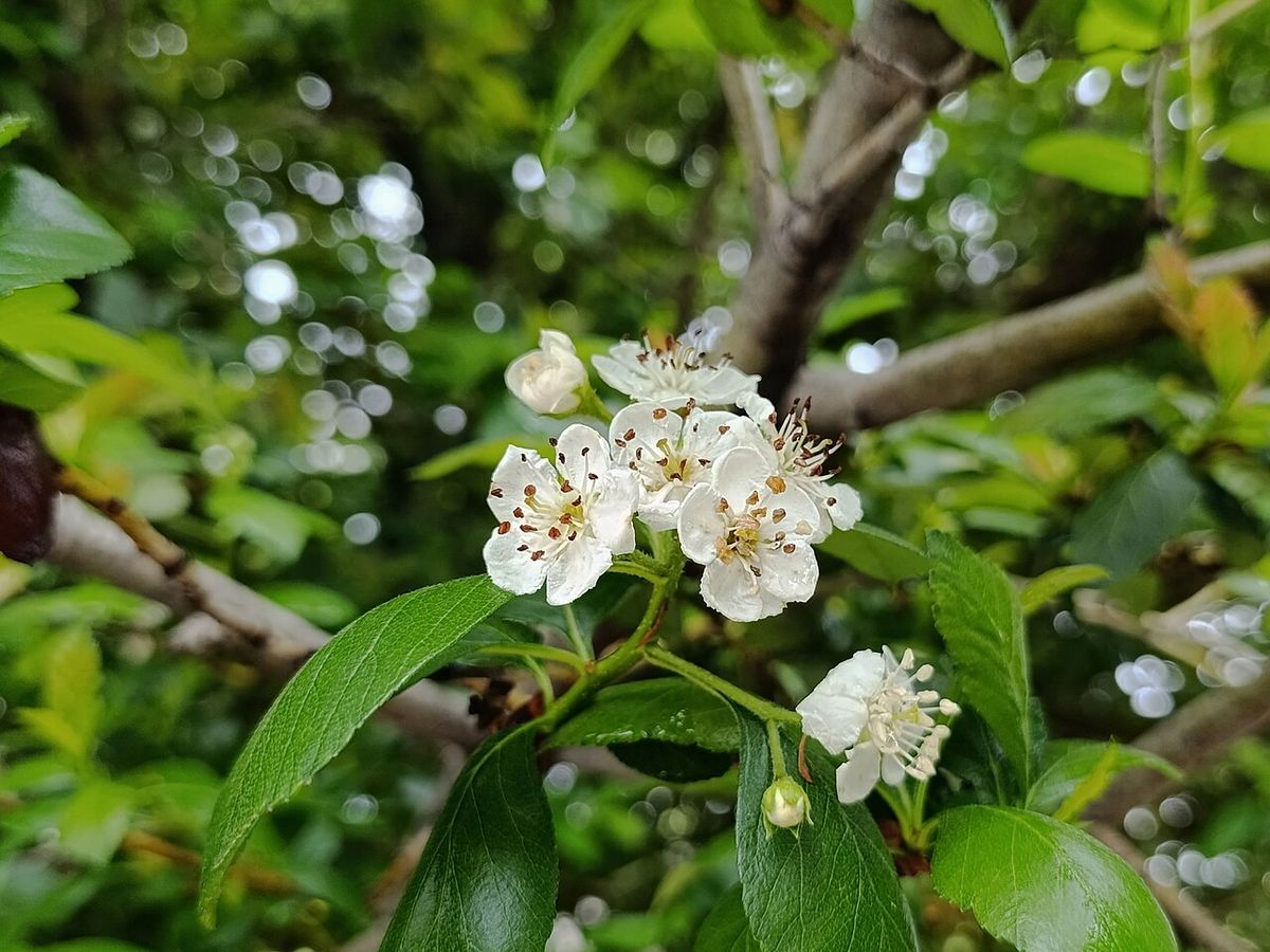 Flores blancas de tejocote abiertas en corimbo entre las hojas verdes.