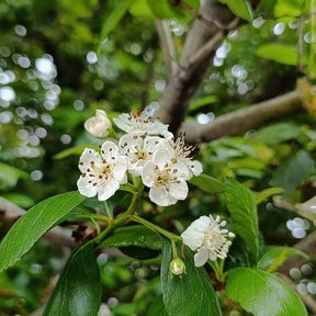 Flores blancas de tejocote abiertas en corimbo entre las hojas verdes.