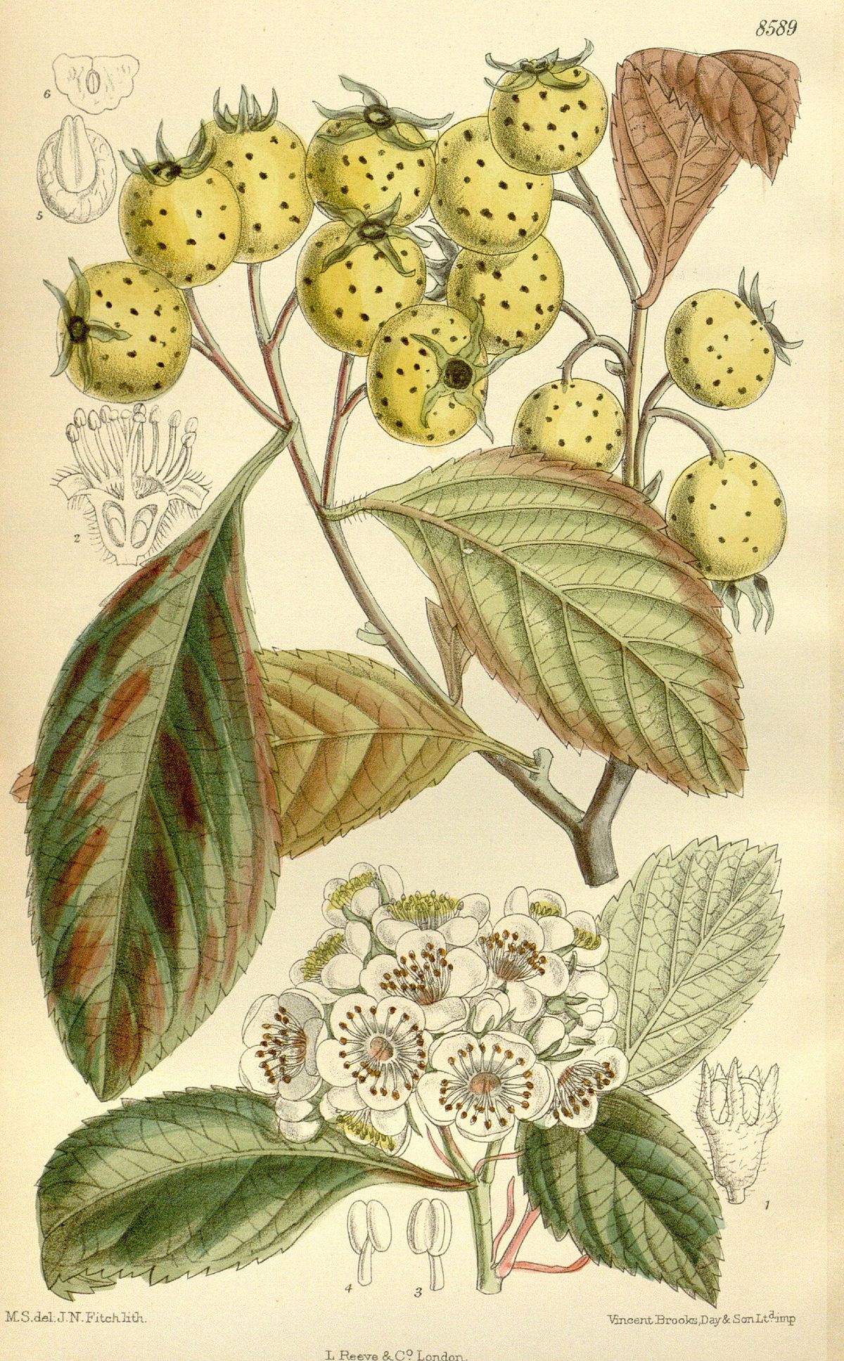 Lámina botánica coloreada del tejocote con los frutos y la hoja aserrada.
