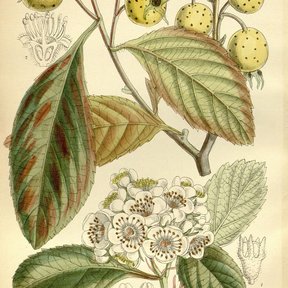 Lámina botánica coloreada del tejocote con los frutos y la hoja aserrada.