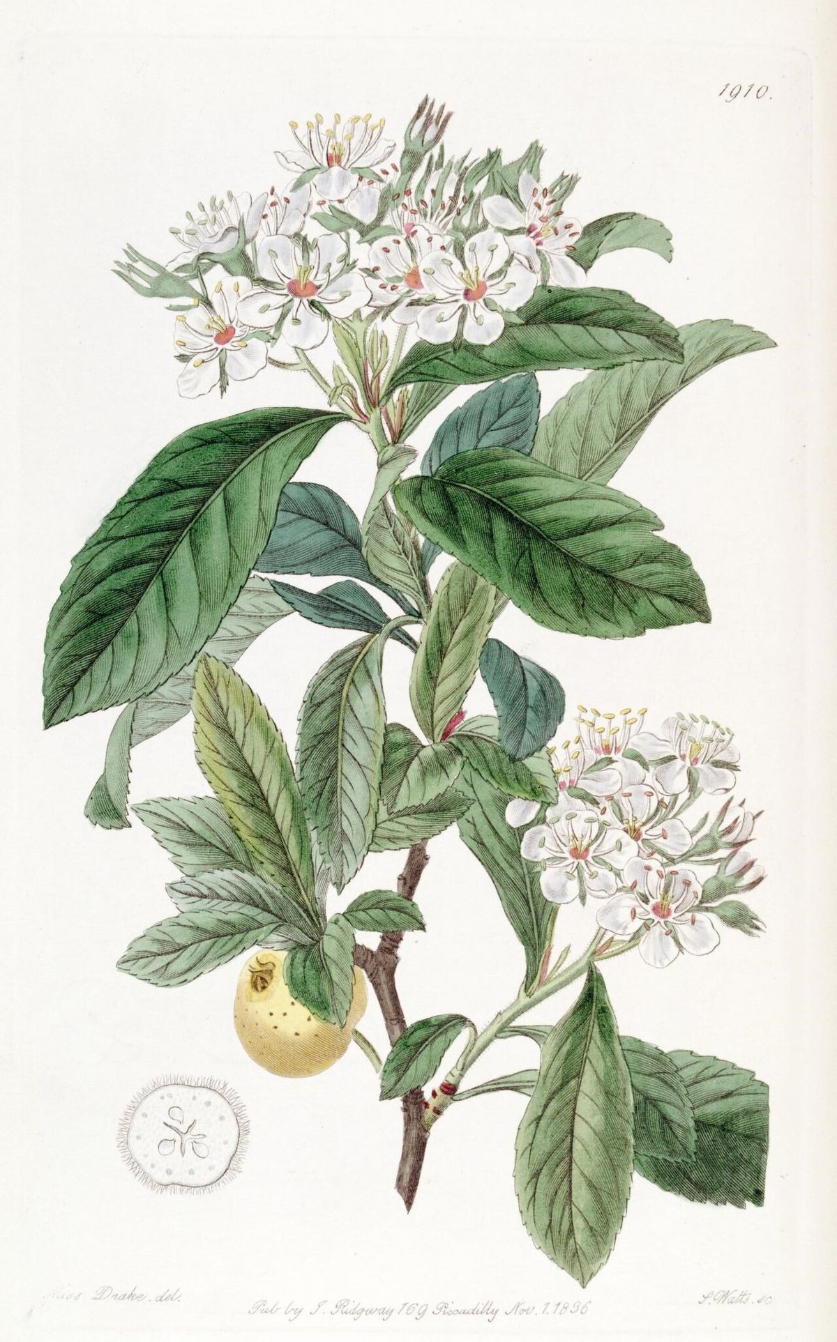 Lámina antigua del tejocote con las flores blancas y un fruto en corte.