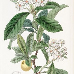 Lámina antigua del tejocote con las flores blancas y un fruto en corte.