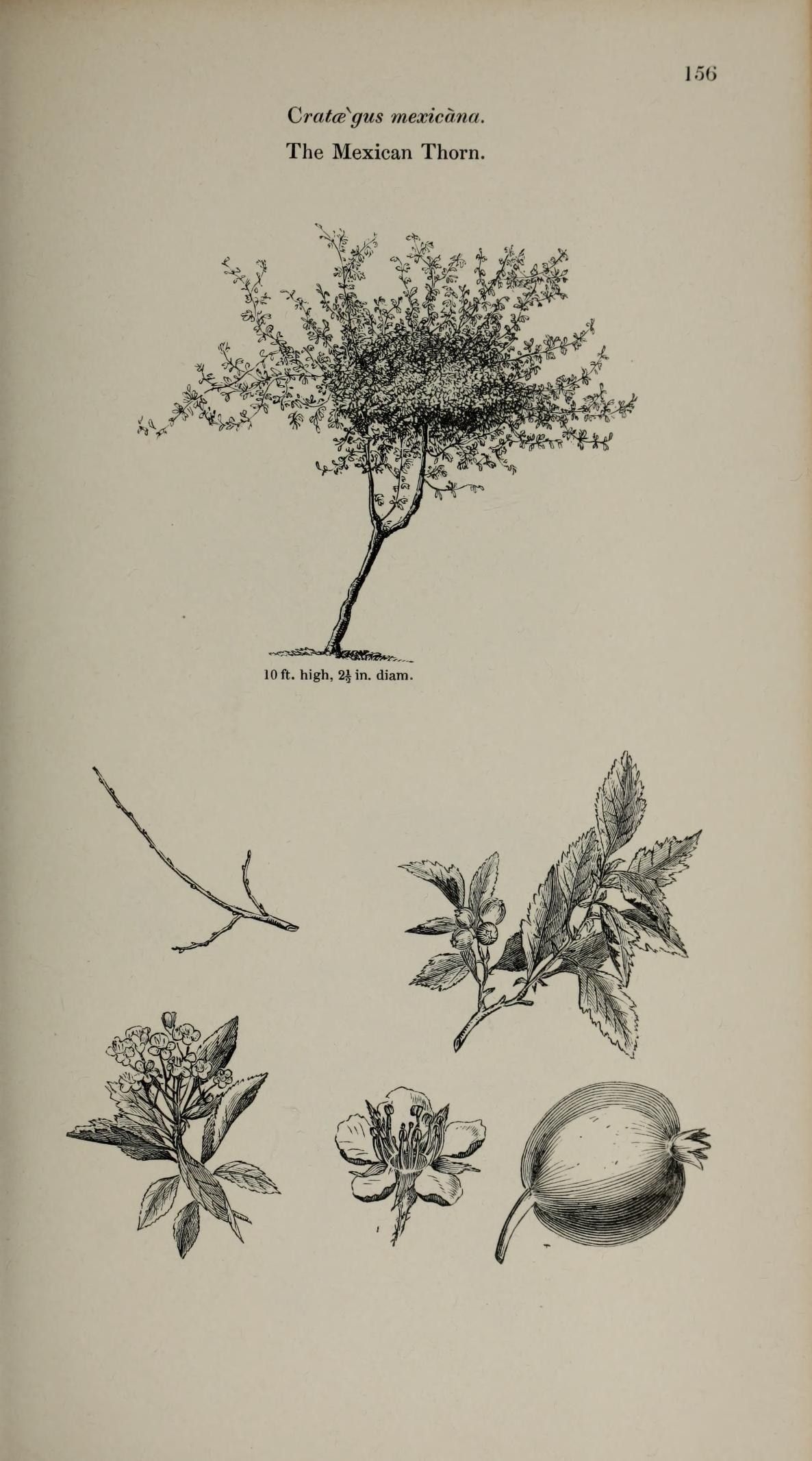 Grabado antiguo con el porte del tejocote y detalles de la flor y el fruto.