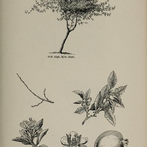 Grabado antiguo con el porte del tejocote y detalles de la flor y el fruto.