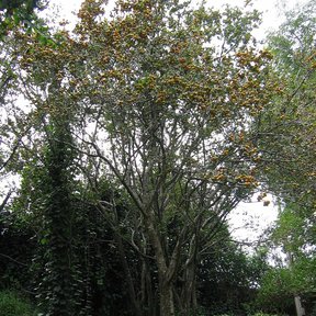 Tejocote entero cargado de fruta, de copa abierta, en el fondo de un jardín.