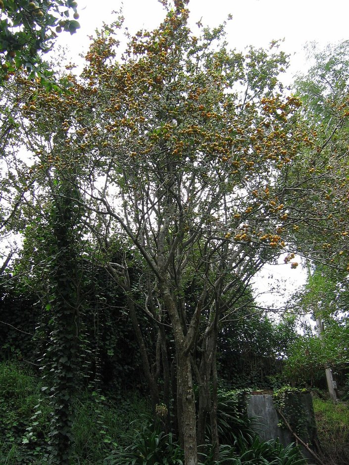 Tejocote entero cargado de fruta, de copa abierta, en el fondo de un jardín.