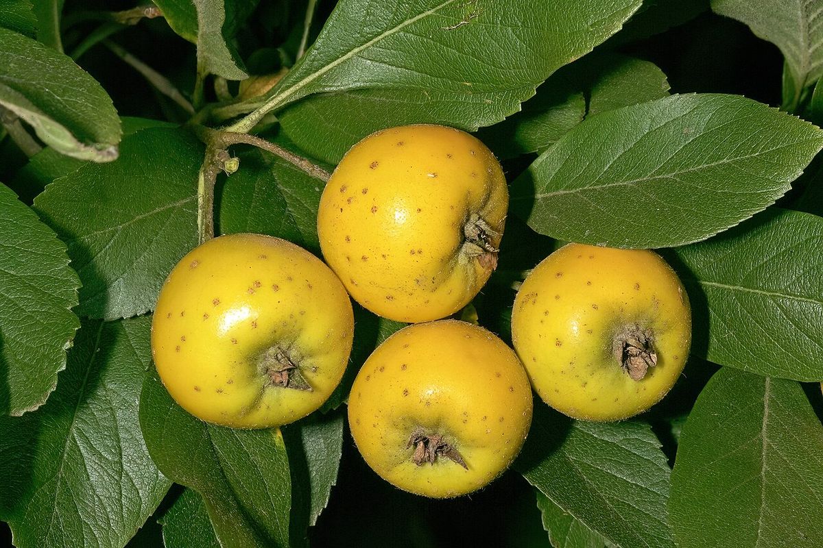 Cuatro tejocotes amarillos madurando juntos entre las hojas de la rama.