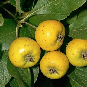 Cuatro tejocotes amarillos madurando juntos entre las hojas de la rama.