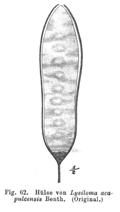 Dibujo antiguo de una vaina de tepehuaje con las semillas marcadas dentro.