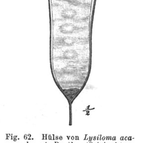 Dibujo antiguo de una vaina de tepehuaje con las semillas marcadas dentro.