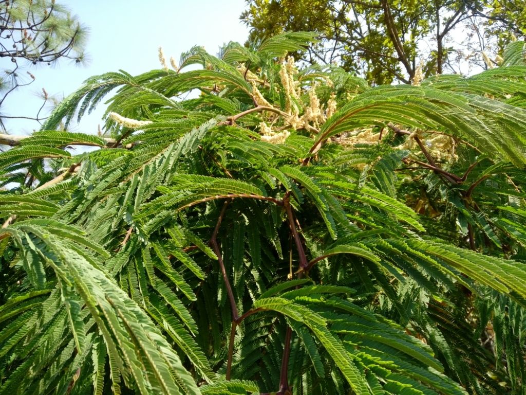 Follaje bipinnado de tepehuaje con las espigas de flor clara en las puntas.