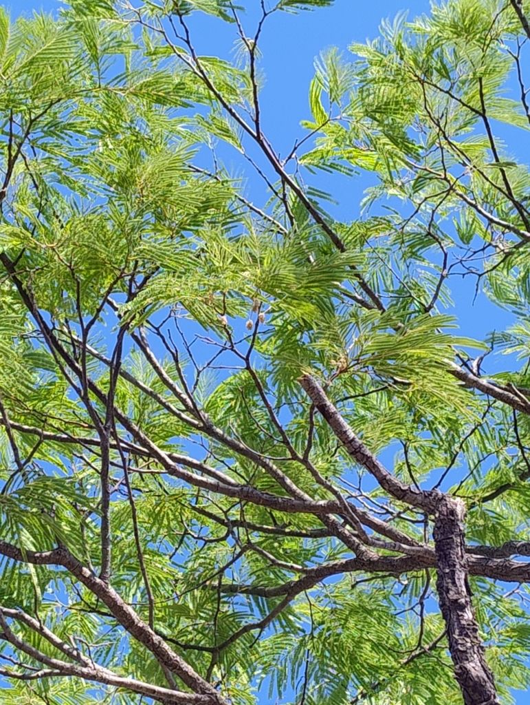 Ramas de tepehuaje con el follaje nuevo abiertas contra un cielo azul.