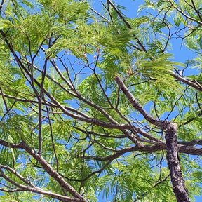 Ramas de tepehuaje con el follaje nuevo abiertas contra un cielo azul.