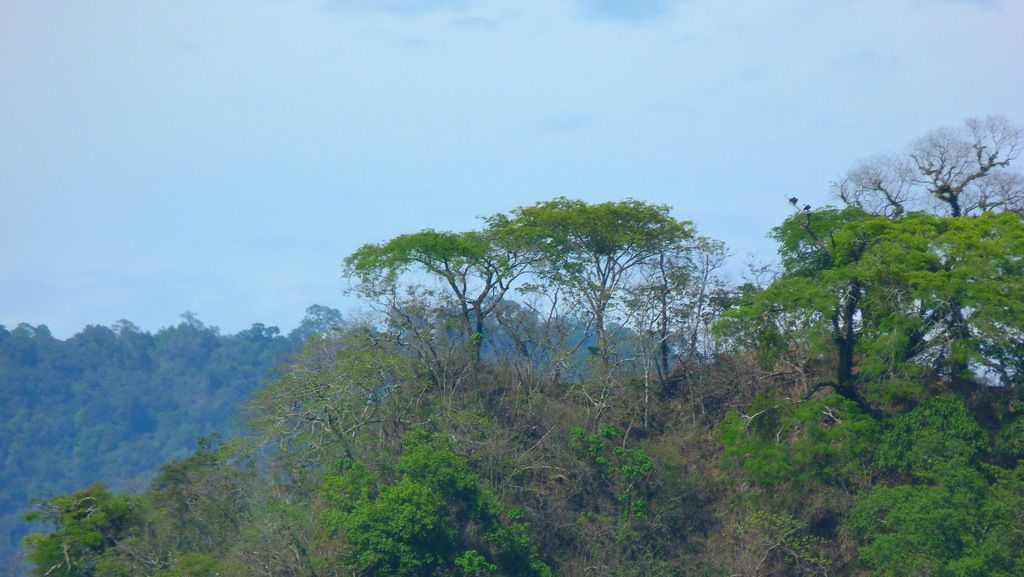 Dosel de selva seca con tepehuajes de copa clara sobre una serranía.