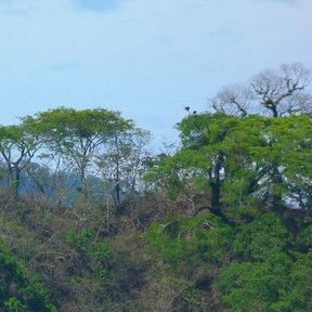 Dosel de selva seca con tepehuajes de copa clara sobre una serranía.