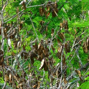 Vainas pardas de tepehuaje colgando en racimos entre el follaje verde.